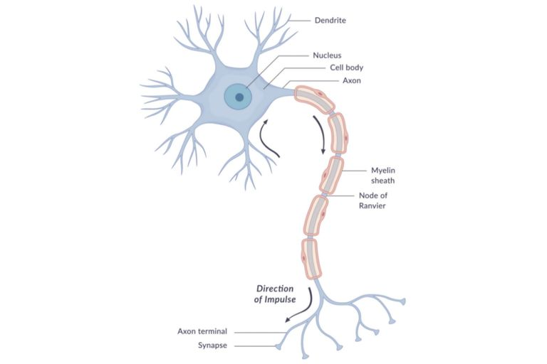 A simple Neuron